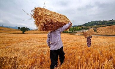 خرید تضمینی ۱۶۳ هزار تن گندم از گندمکاران استان مرکزی