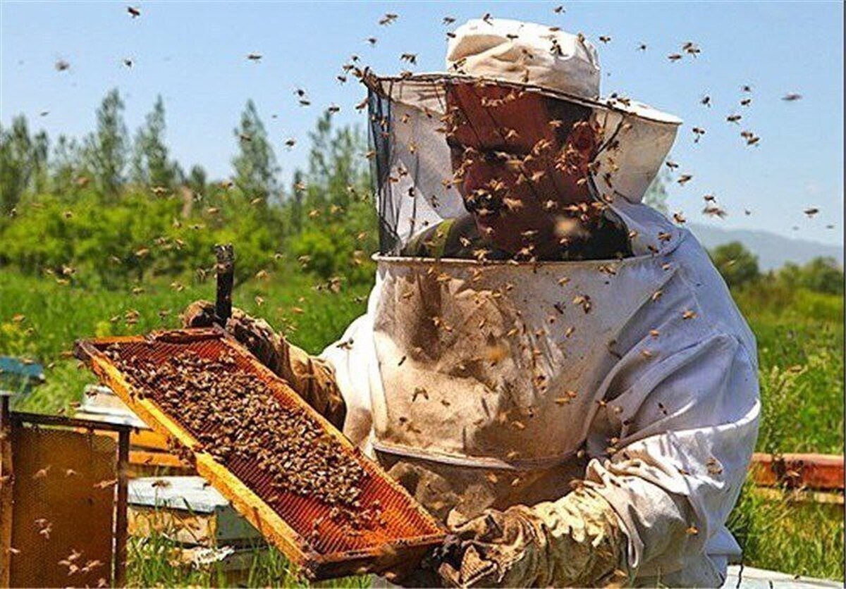 برداشت ۵۵ تن عسل از زنبورستان‌های شهرستان کوهسرخ