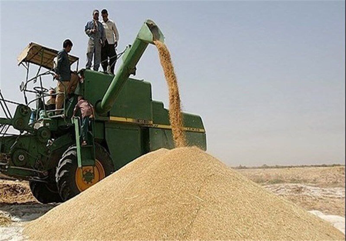 پرداخت ۸۰ درصد مطالبات گندمکاران خراسان رضوی