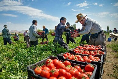 پیش‌بینی برداشت ۵۲ هزار تن گوجه فرنگی از مزارع میاندوآب