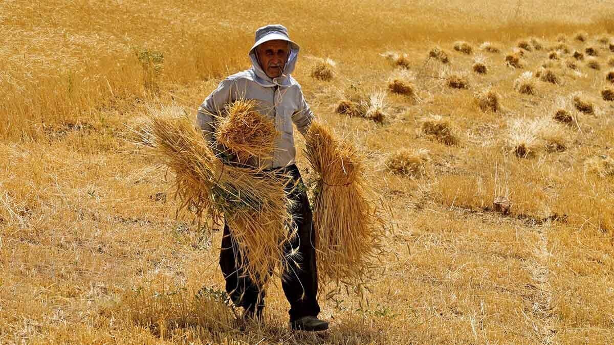 ۷۸۰ هزار تن گندم مازاد از کشاورزان استان کردستان خریداری شده است