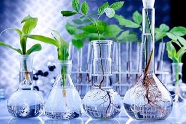 پالایشگاه گیاهان دارویی در خراسان شمالی احداث می‌شود