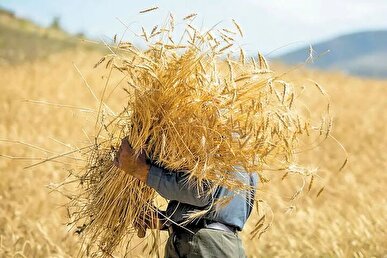 پرداخت ۴۶۲ میلیارد بابت خرید تضمینی گندم به کشاورزان مازندران