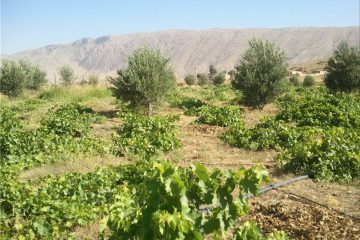 ممنوعیت توسعه باغات در حوضه دریاچه ارومیه