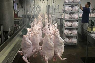 جایگاه سوم قزوین در تولید گوشت بوقلمون