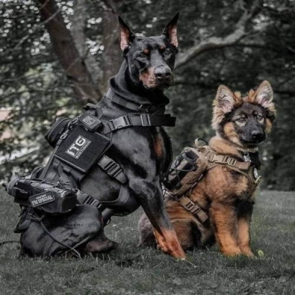 نگاهی به ویژگی های خارق العاده بویایی سگ های پلیس/ وقتی بینی سگ&zwnj;ها، پیشرفته&zwnj;ترین تکنولوژی را هم شکست می&zwnj;دهد