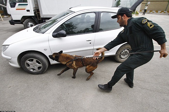 نگاهی به ویژگی های خارق العاده بویایی سگ های پلیس/ وقتی بینی سگ&zwnj;ها، پیشرفته&zwnj;ترین تکنولوژی را هم شکست می&zwnj;دهد