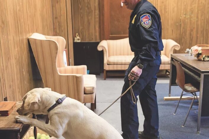 نگاهی به ویژگی های خارق العاده بویایی سگ های پلیس/ وقتی بینی سگ&zwnj;ها، پیشرفته&zwnj;ترین تکنولوژی را هم شکست می&zwnj;دهد