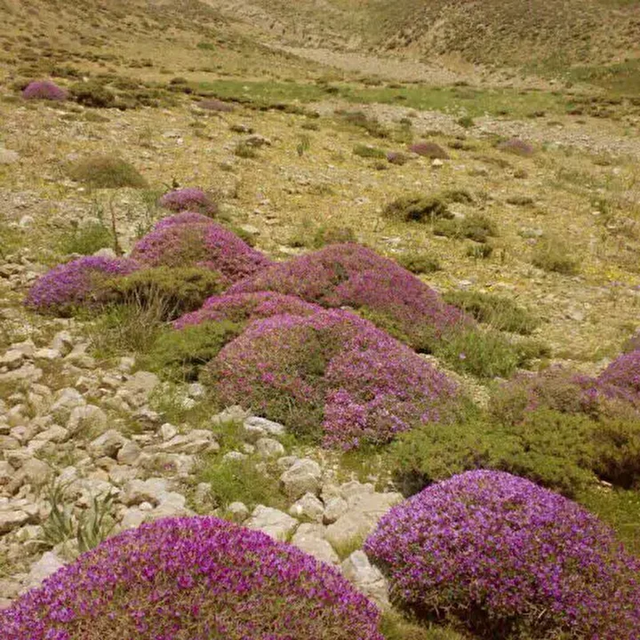 گون، گنجی فراموششده در دل کوهستانهای چهارمحال و بختیاری گون، گنجی فراموششده در دل کوهستانهای چهارمحال و بختیاری