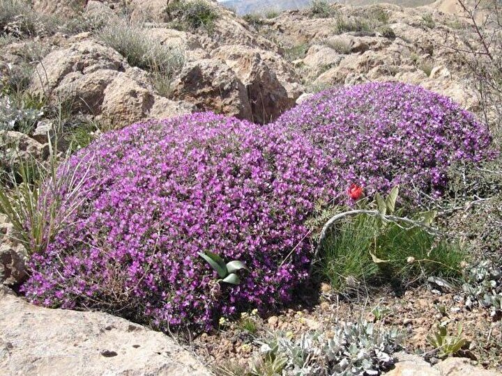 گون، گنجی فراموششده در دل کوهستانهای چهارمحال و بختیاری