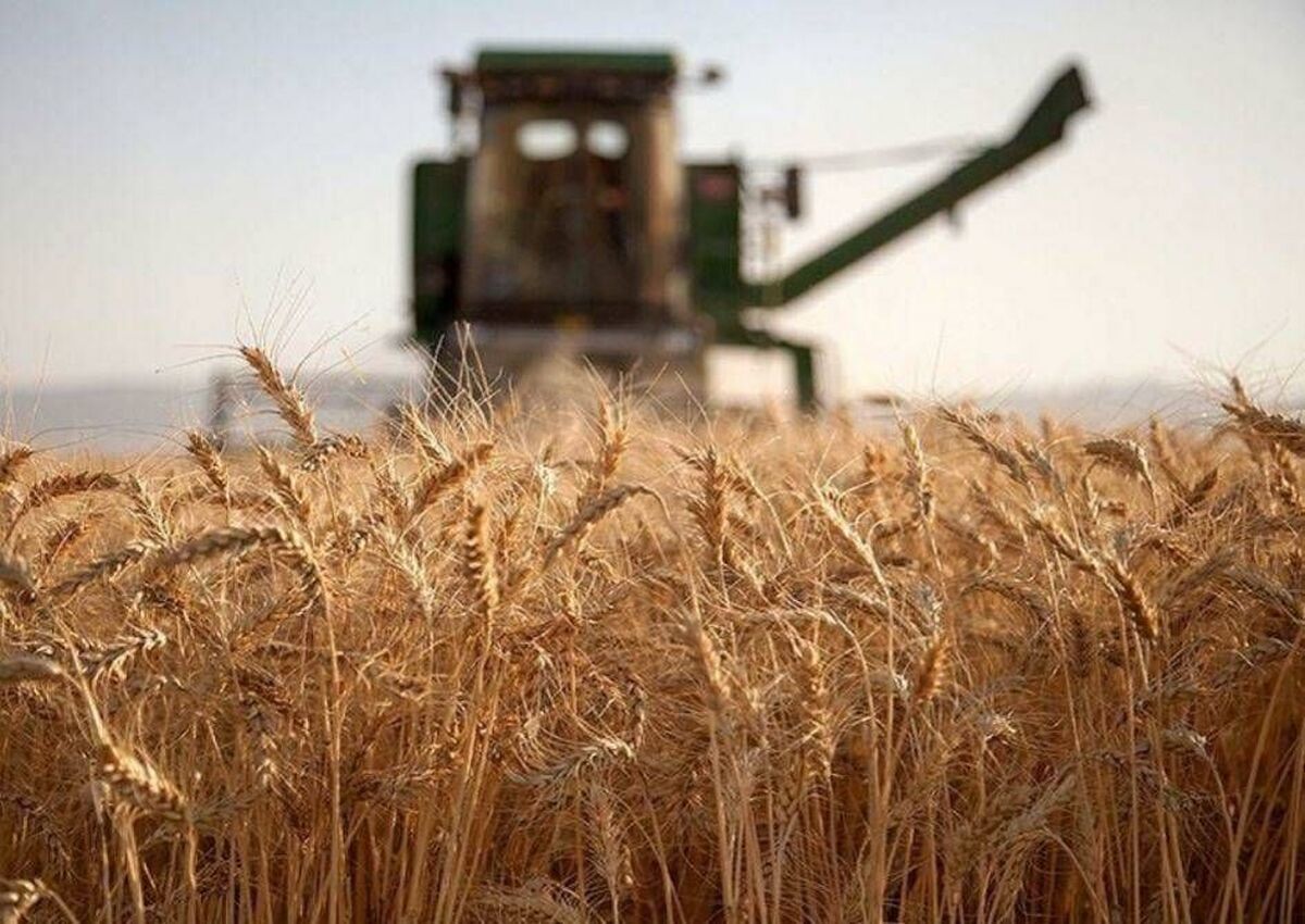 ۲۰ هزار میلیارد تومان بابت خرید تضمینی به حساب گندم‌کاران واریز شد