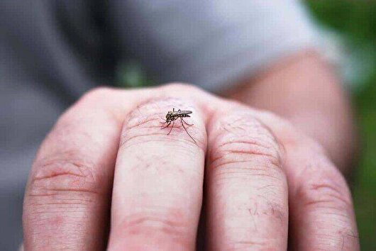 شناسایی بیش از ۴۰۰ مورد مشکوک به تب دنگی در هرمزگان