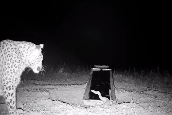 تصویربرداری از یک قلاده پلنگ در فیروزکوه