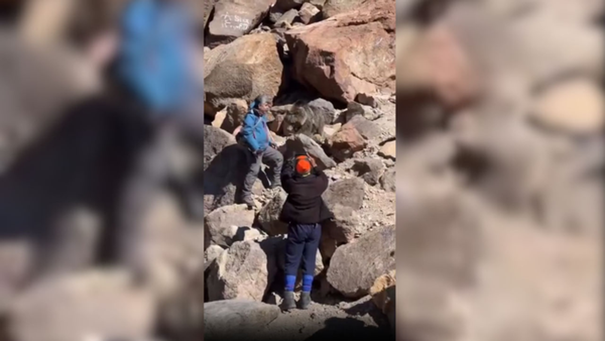 محبت‌های مسموم به خرس‌های سبلان/هشدار محیط‌زیست اردبیل درباره تهدید بقای گونه‌های نادر