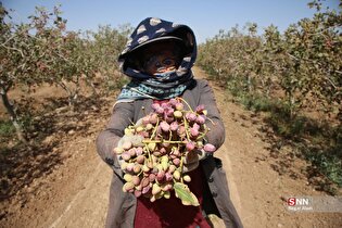 برداشت و فرآوری پسته در باغات خراسان شمالی