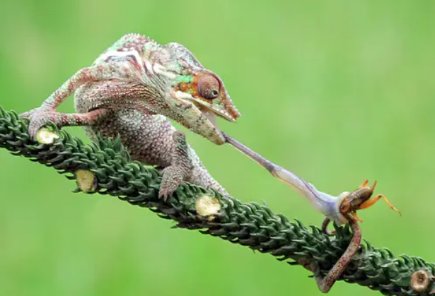 زبان آفتاب&zwnj;پرست، جرقه&zwnj;ای برای فناوری فضایی و پزشکی آینده