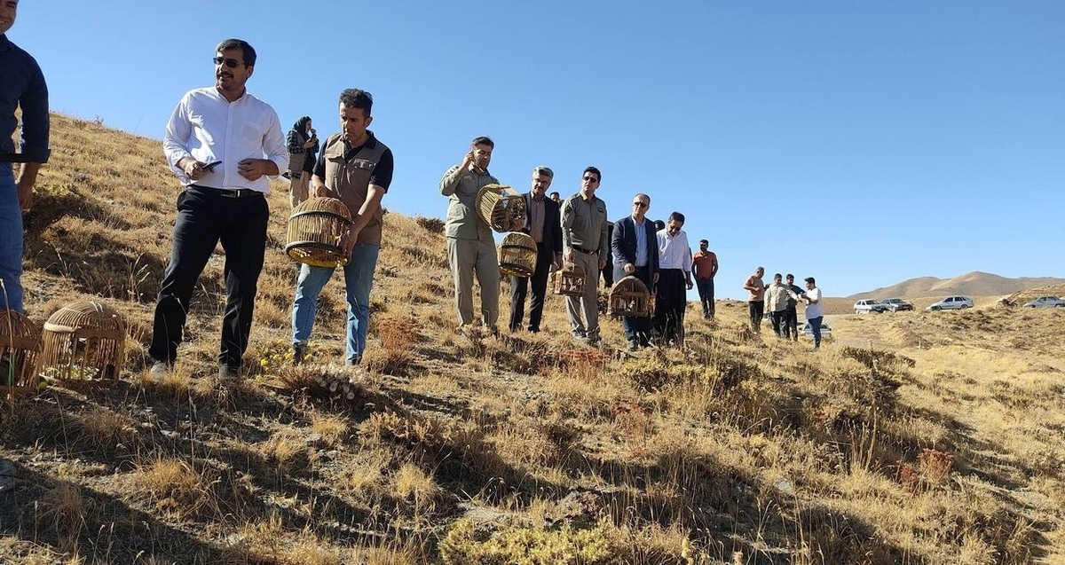 بازگشت ۸۵ کبک وحشی به طبیعت سقز