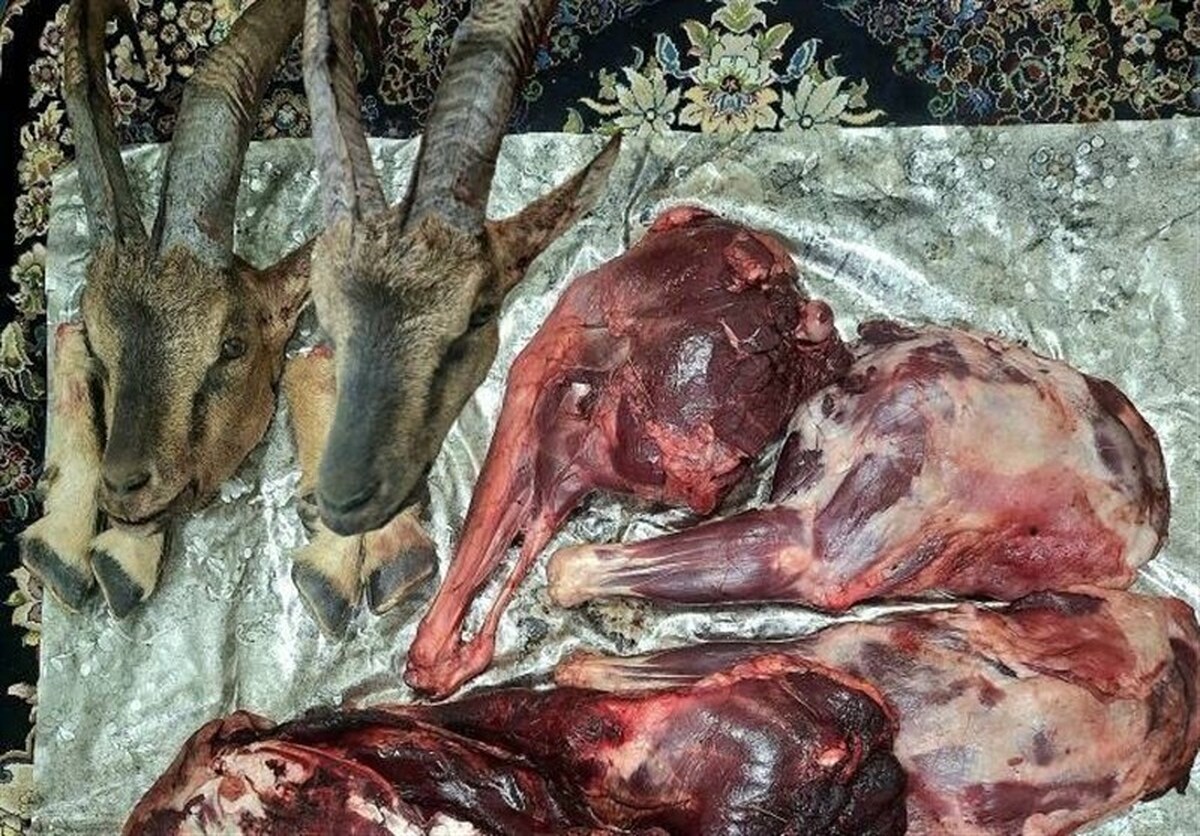 کشف لاشه ۲ رأس کل وحشی در منطقه حفاظت‌شده بدر و پریشان قروه