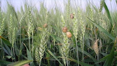 کاهش ۴۰ درصدی مبارزه علیه آفت سن گندم نسبت به مدت مشابه سال قبل