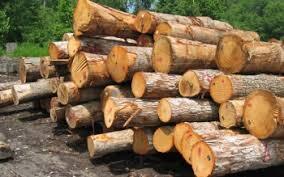 جریمه ۲۶ میلیارد ریالی برای قاچاقچیان چوب در جنگل&zwnj;های دنا