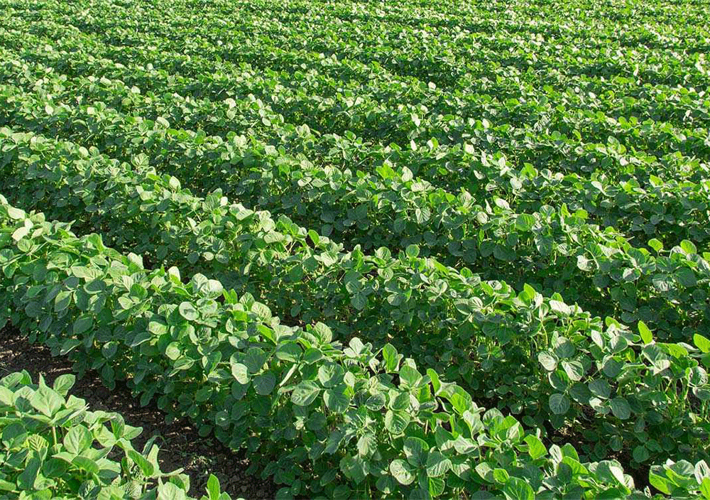 چهارمحال و بختیاری دارای رتبه ششم در تولید لوبیا