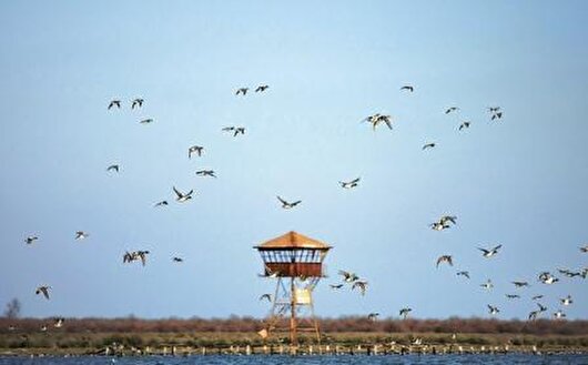 برهم خوردن الگوی مهاجرت پرندگان تالاب میقان به علت تغییرات اقلیمی