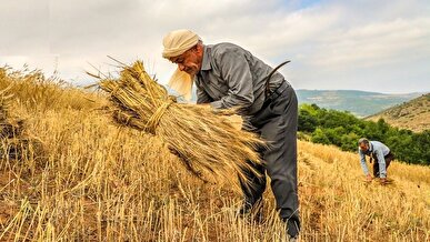 تعویق‌های پی‌درپی و ابهام در اعلام نرخ خرید تضمینی گندم همچنان ادامه دارد