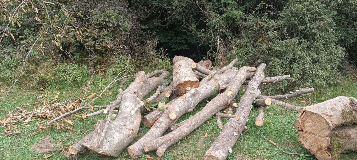 قطع بی‌رحمانه درختان جنگلی در نمین/ سودجویان همچنان منابع طبیعی را غارت می‌کنند!