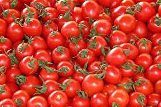 صادرات ۳۰۰ تن گوجه‌فرنگی و برداشت ۵۰ هزار تن محصولات باغی در گچساران