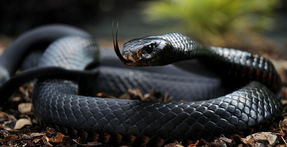 تولید پادزهر اختصاصی «سیهمار» توسط موسسه رازی/نجات جان ۴ هموطن در سیستان و بلوچستان