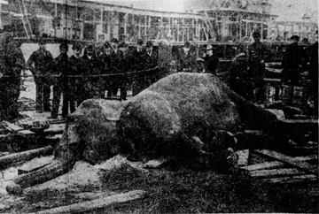 پاسخ به یک پرسش تاریخی، آیا ادیسون اختراعات تسلا را دزدید؟/ مخترع واقعی برق ، تسلا یا ادیسون؟