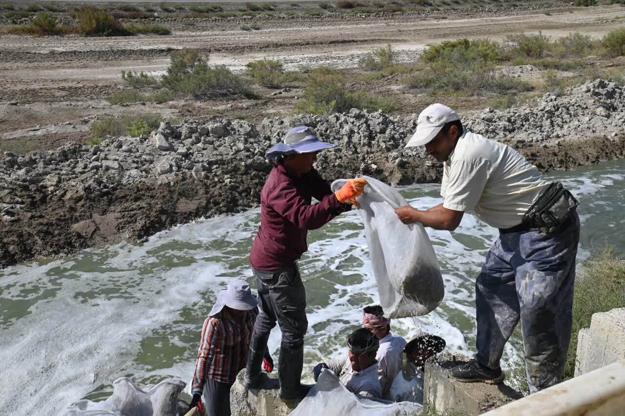 برداشت میگو در گلستان با حضور وزیر جهادکشاورزی آغاز شد