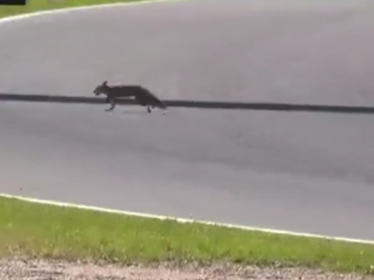 حضور روباه مکار در مسابقات فرمول یک