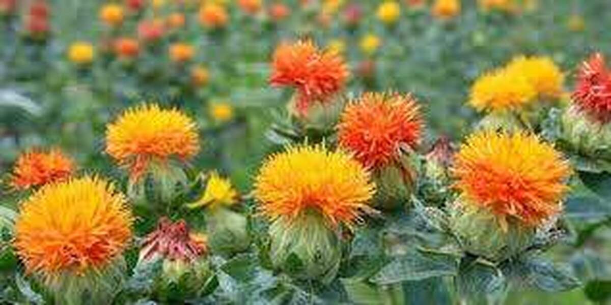 ثبت ارقام جدید گلرنگ توسط محققان دانشگاه شهید باهنر کرمان