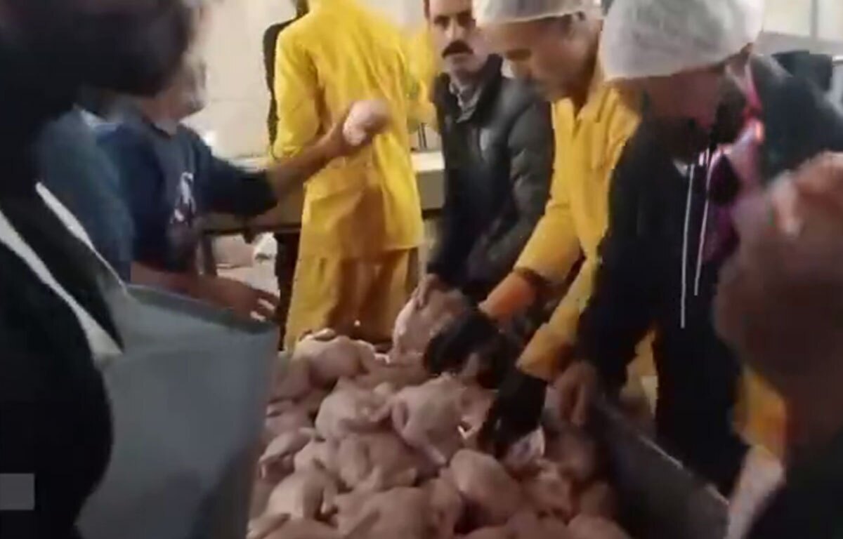 ماجرای بسته بندی مجدد مرغ تاریخ گذشته در گیلان چیست؟