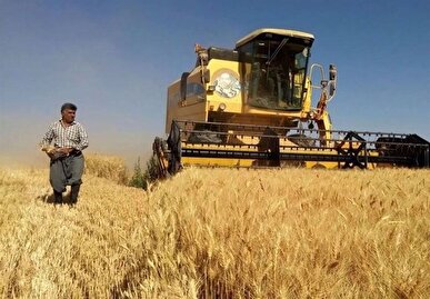 قیمت‌گذاری گندم باز هم به تاخیر افتاد/ غیبت مسئولان دولتی در جلسه
