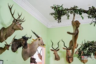 موزه آثار طبیعی و حیات وحش هفت چنار