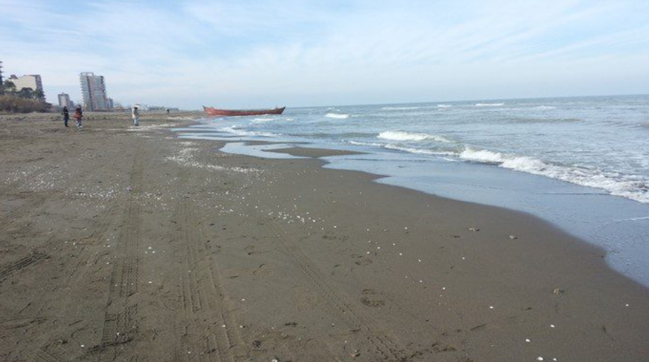 مرگ فوک خزری در سواحل ایران / زنگ خطر برای اکوسیستم دریای خزر مرگ فوک خزری در سواحل ایران / زنگ خطر برای اکوسیستم دریای خزر