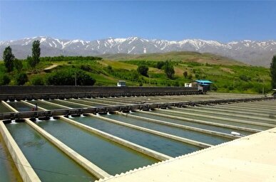 رشد ۱۹۴ درصدی صدور مجوز صادرات آبزیان همدان