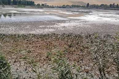 سوءمدیریت و برداشت‌های بی‌رویه عامل مرگ سراب نیلوفر کرمانشاه شد