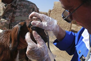 ارائه خدمات رایگان دامپزشکی در روستاهای خراسان شمالی