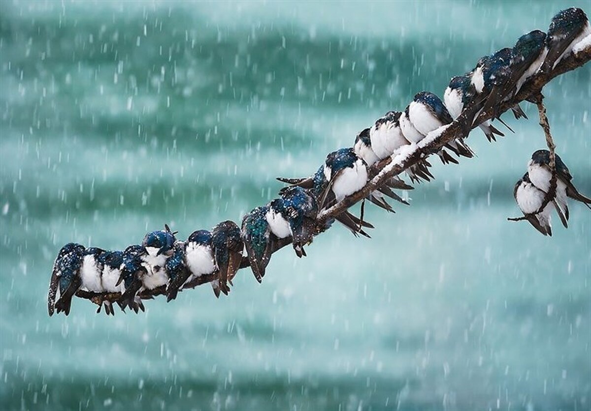 ورود سامانه بارشی به کشور / بارش برف پاییزی در برخی استان‌ها