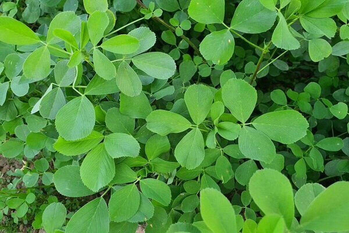 فرآیند تجاری واردات یونجه از تمامی کشور‌ها تسهیل شد