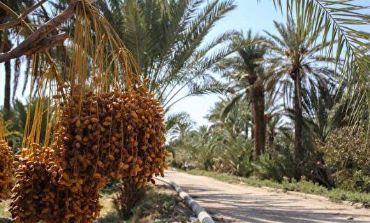 برداشت بیش از ۸ هزار تن خرما در خرمشهر