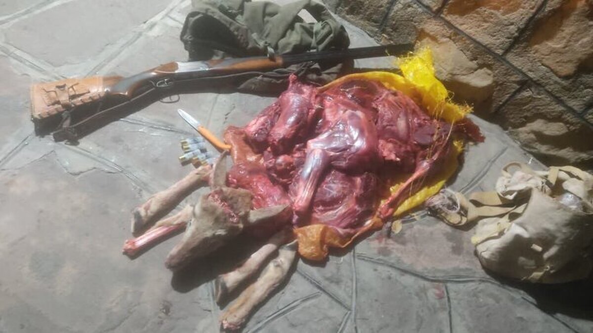 قتل بی‌رحمانه قوچ وحشی در صیدوا/ ۳ شکارچی در دام قانون افتادند