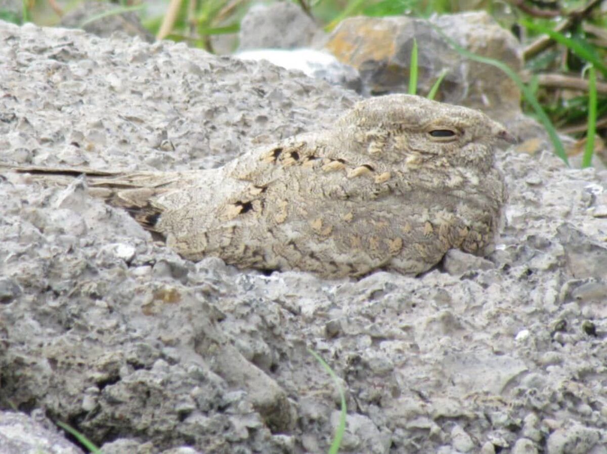 گیلان میزبان پرنده‌ای نادر شد! چه کسی تصویر شبگرد مصری را ثبت کرده است؟+عکس