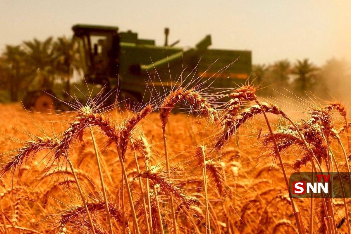 نرخ خرید تضمینی گندم ۲۹.۵۰۰ تومان تعیین شد