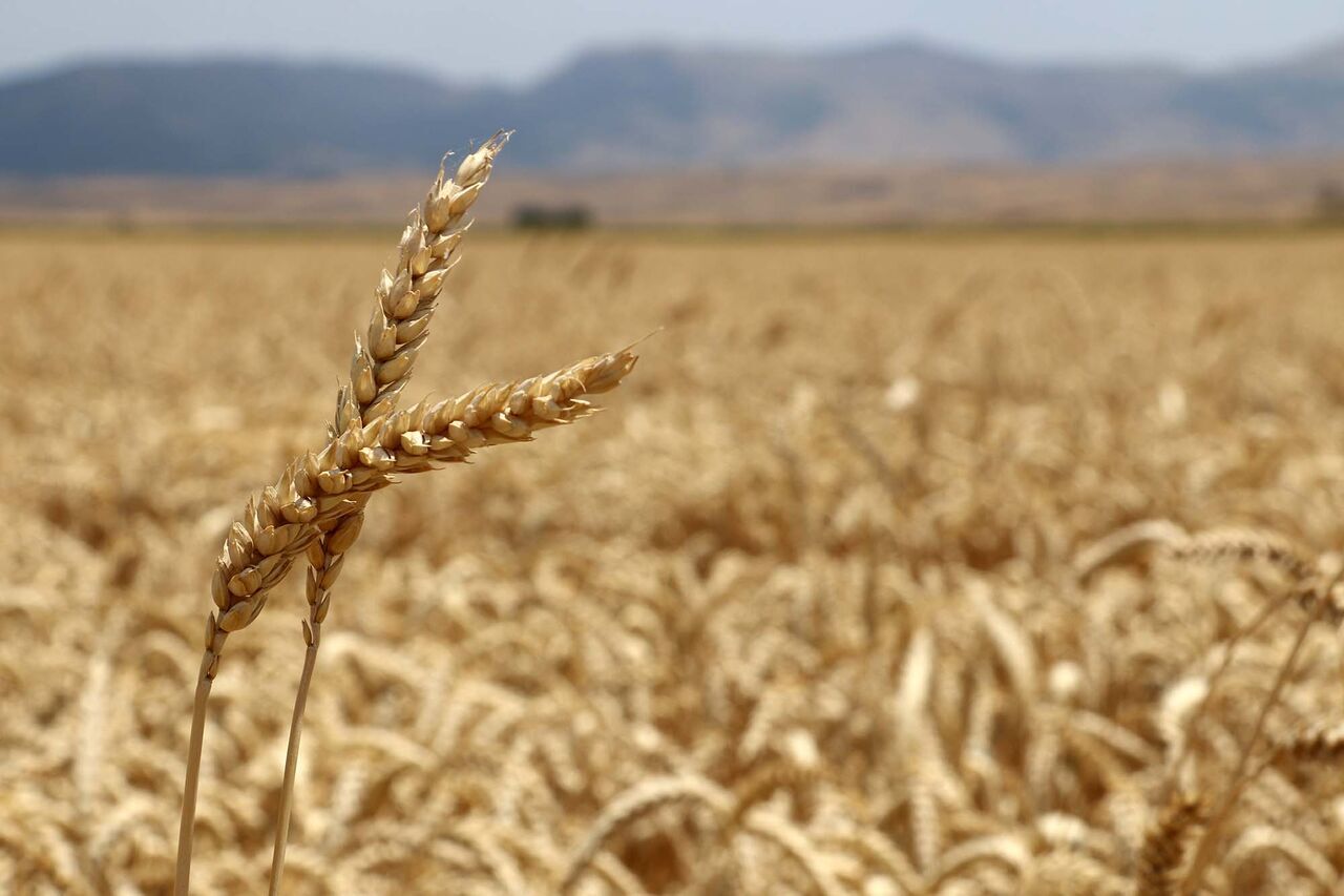 قیمت نهایی گندم بالاخره تعیین شد + جزییات