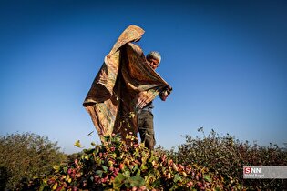 برداشت پسته در شهرستان نیشابور