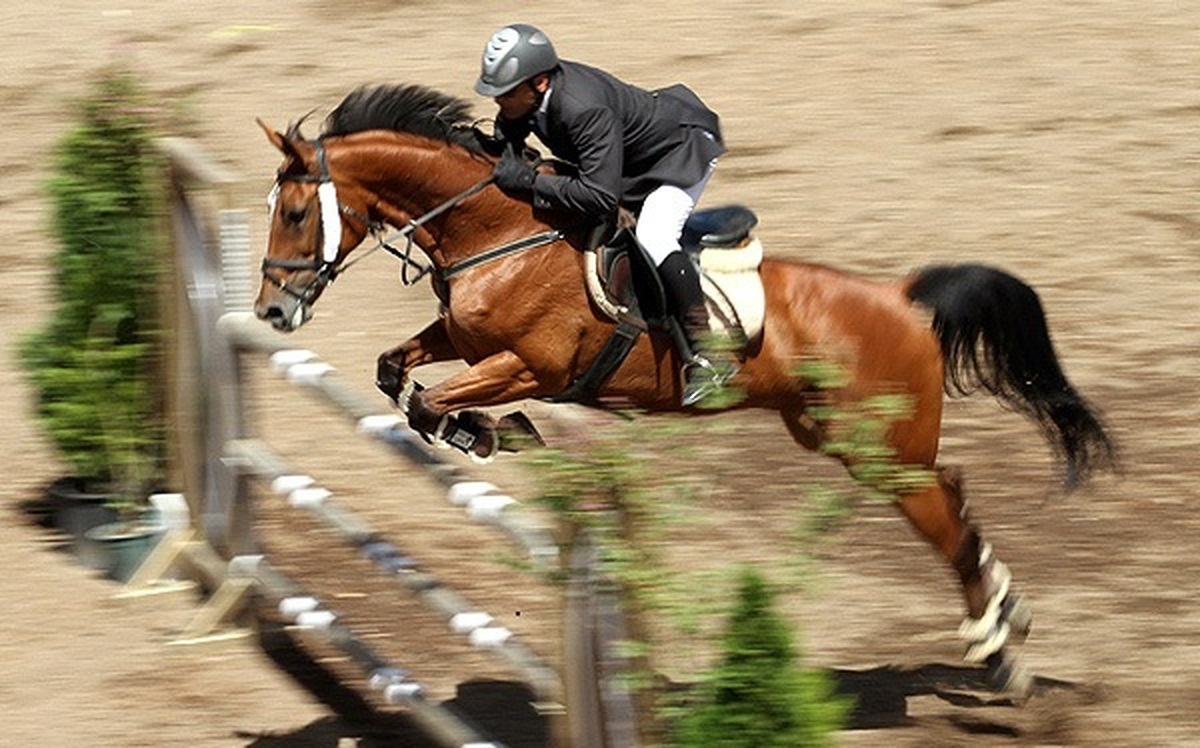 شایعه استعفای عامل اصلی تلف شدن اسب میلیاردی از فدراسیون سوارکاری!